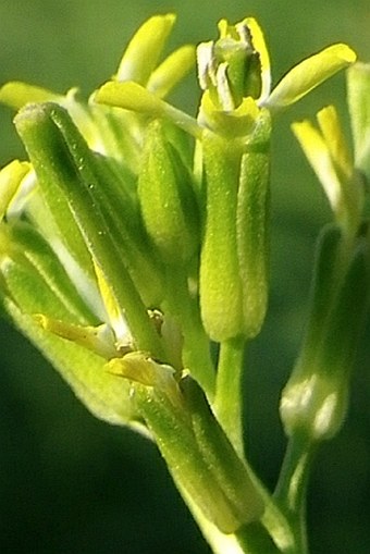 Erysimum repandum