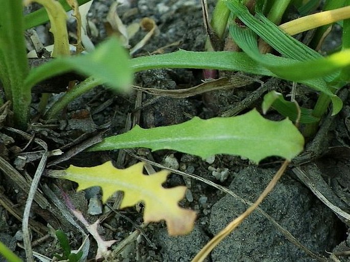 Erysimum repandum