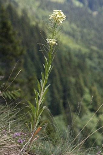 Erysimum witmannii