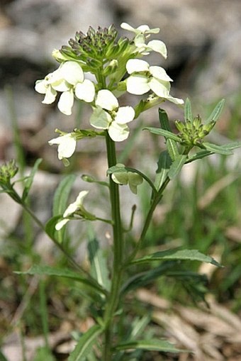 Erysimum witmannii