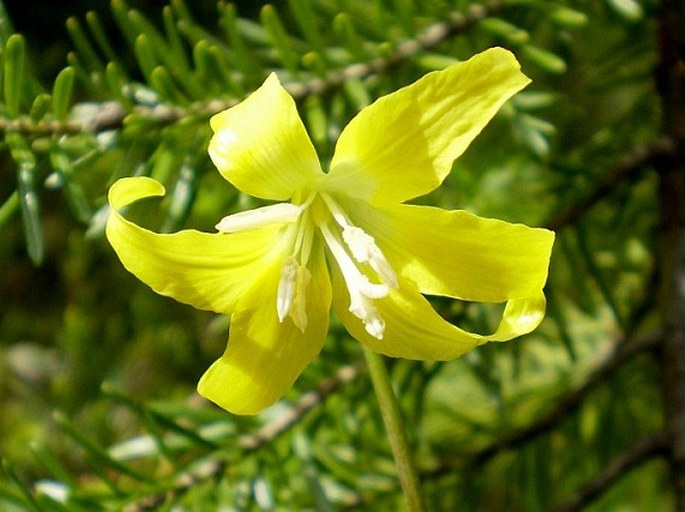 ERYTHRONIUM GRANDIFLORUM Pursh – kandík