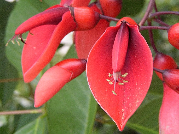 Erythrina crista-galli