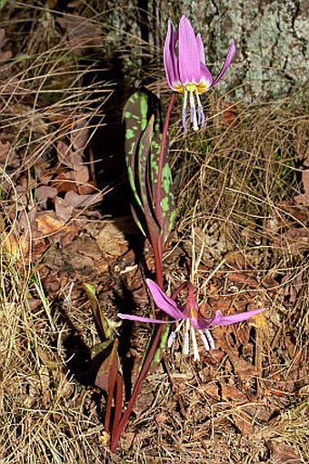 Erythronium dens-canis