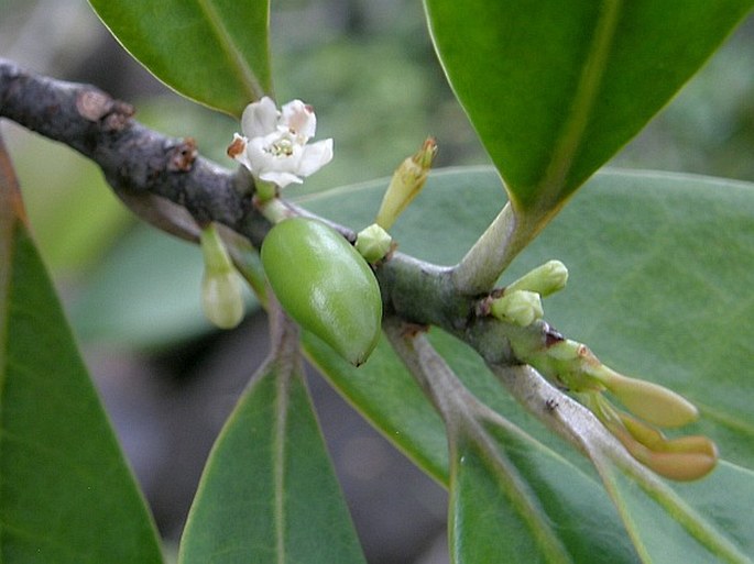 ERYTHROXYLUM SECHELLARUM O. E. Schulz - rudodřev