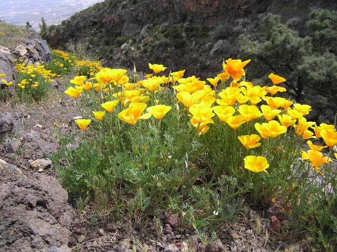 Eschscholzia californica