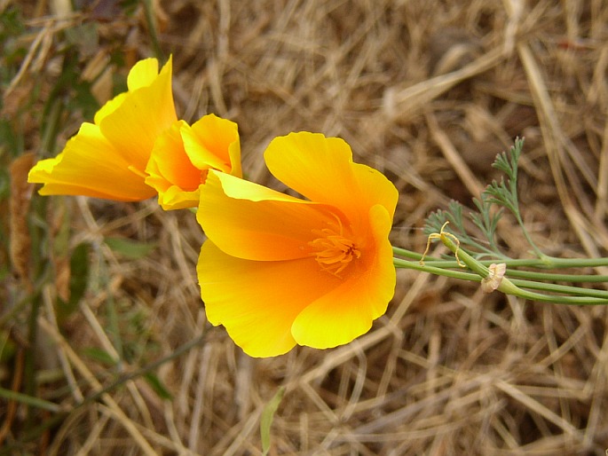 Eschscholzia californica