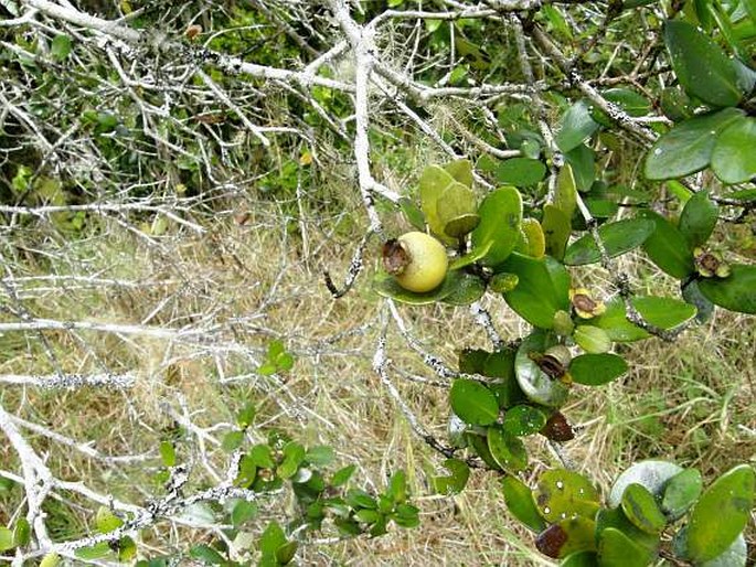 Eugenia buxifolia