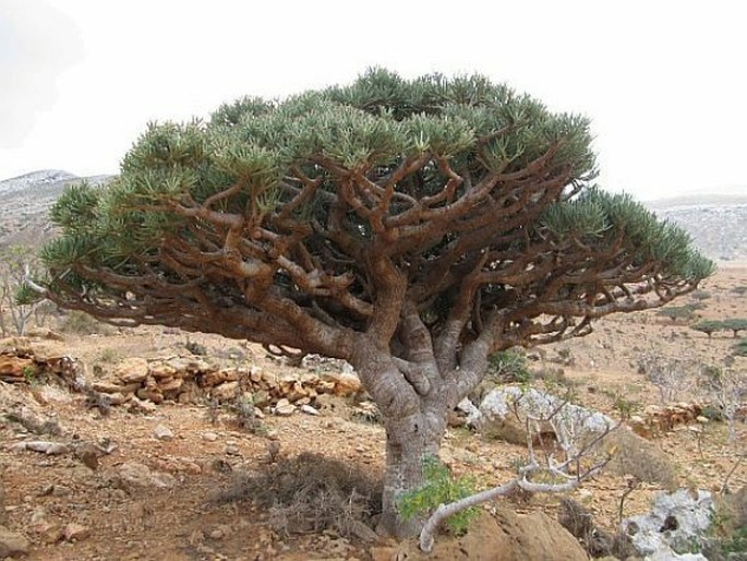 Euphorbia arbuscula