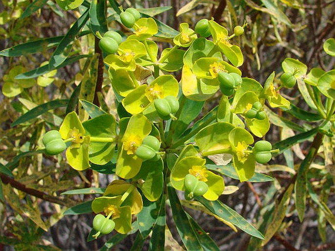 Euphorbia dendroides