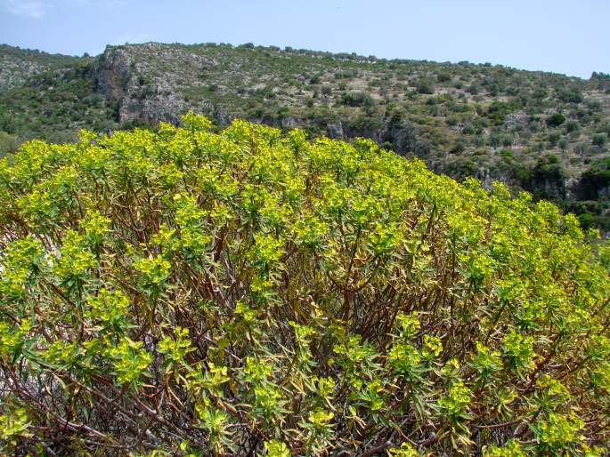 Euphorbia dendroides