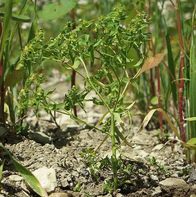 Euphorbia exigua