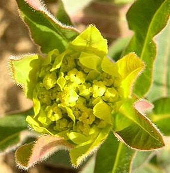 Euphorbia epithymoides