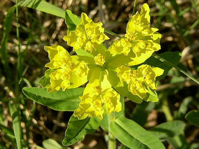 Euphorbia epithymoides