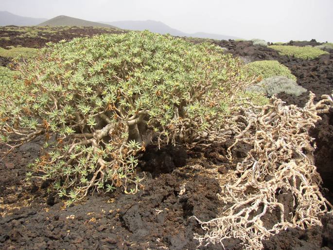 Euphorbia balsamifera