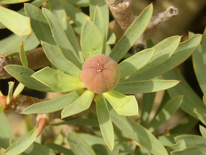 Euphorbia balsamifera