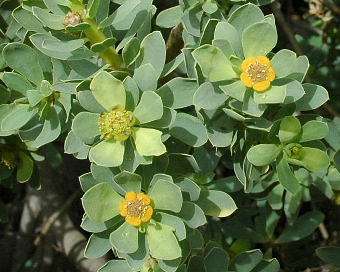 Euphorbia balsamifera