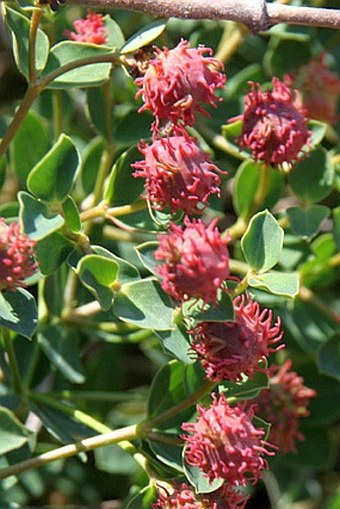 Euphorbia fragifera