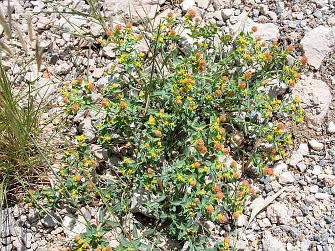 Euphorbia fragifera