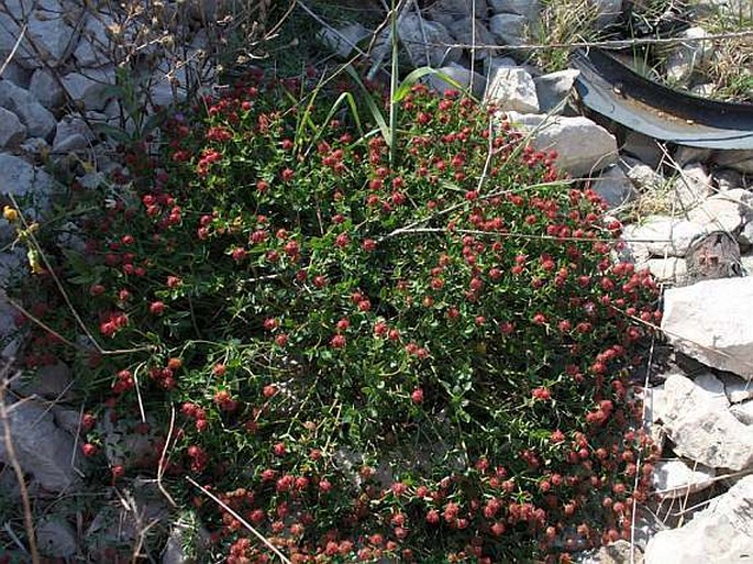 Euphorbia fragifera