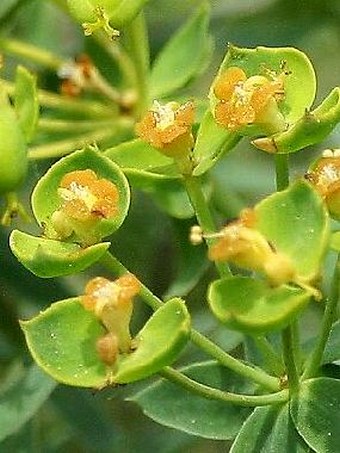 Euphorbia seguieriana subsp. minor