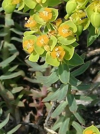 Euphorbia seguieriana subsp. minor