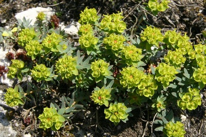 Euphorbia seguieriana subsp. minor