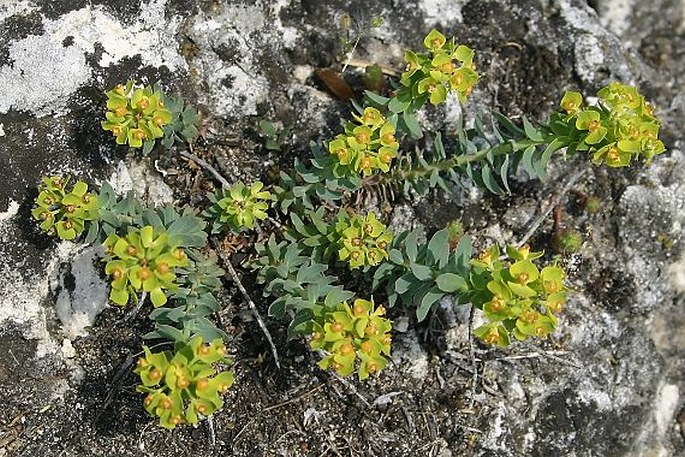 Euphorbia seguieriana subsp. minor