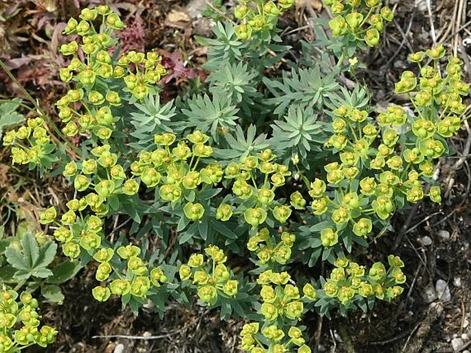 Euphorbia seguieriana subsp. minor