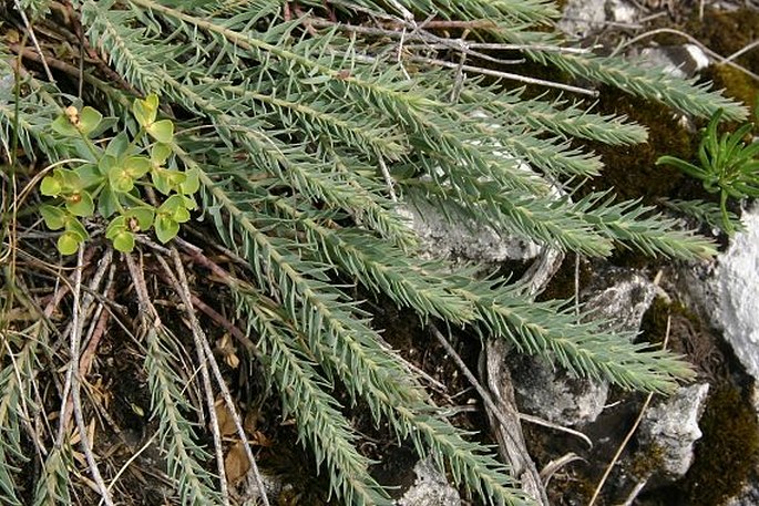 Euphorbia seguieriana subsp. minor