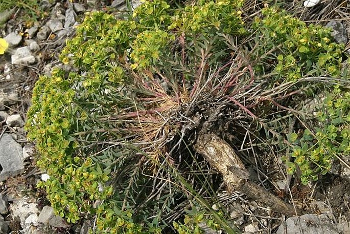 Euphorbia seguieriana subsp. minor