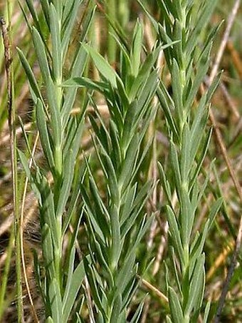 Euphorbia seguieriana subsp. seguieriana