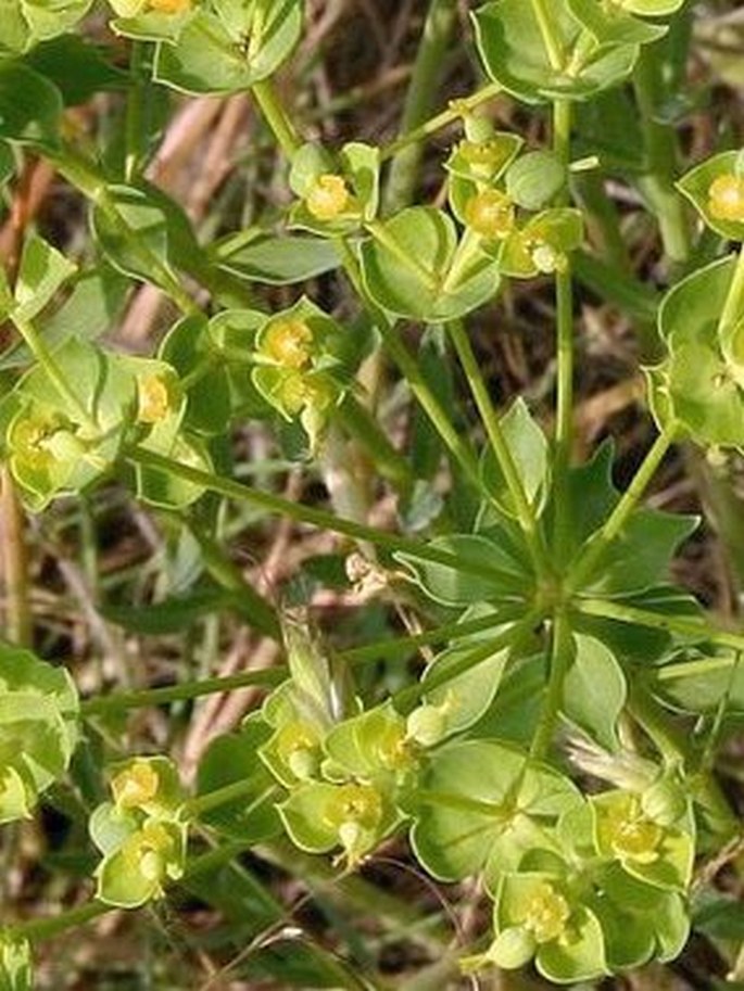 Euphorbia seguieriana subsp. seguieriana