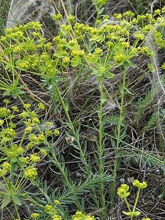 Euphorbia seguieriana subsp. seguieriana