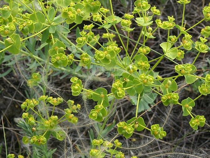 Euphorbia seguieriana subsp. seguieriana