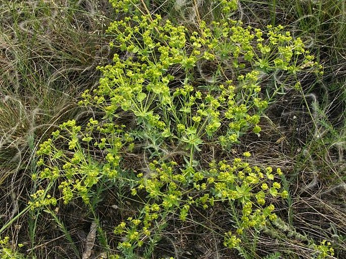 Euphorbia seguieriana subsp. seguieriana