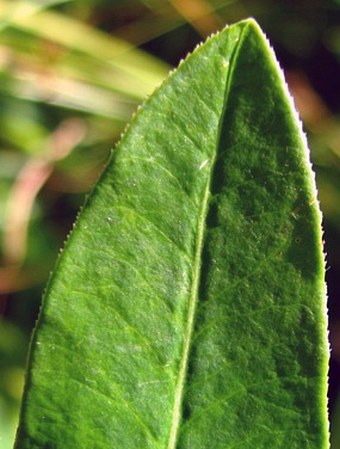 Euphorbia sojakii