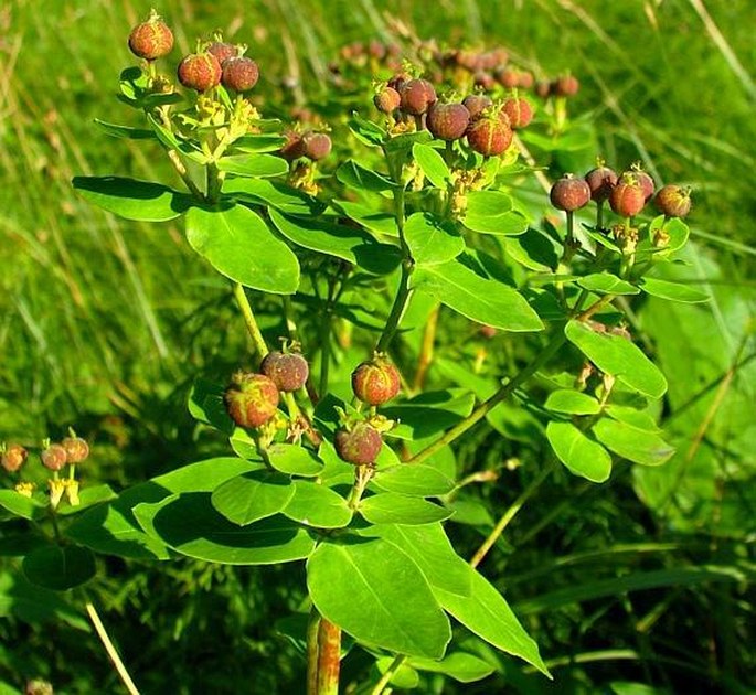 EUPHORBIA SOJAKII (Chrtek et Křísa) Dubovik – pryšec Sojákův / mliečnik Sojákov