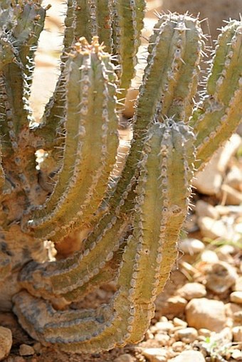 Euphorbia spiralis