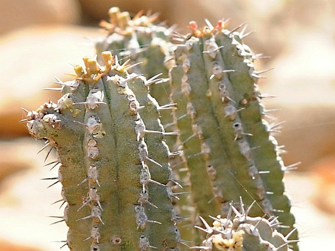 Euphorbia spiralis