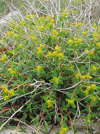 Euphorbia spinosa