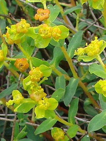 Euphorbia spinosa