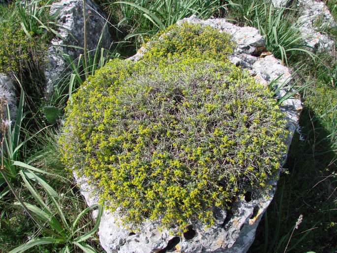 Euphorbia spinosa