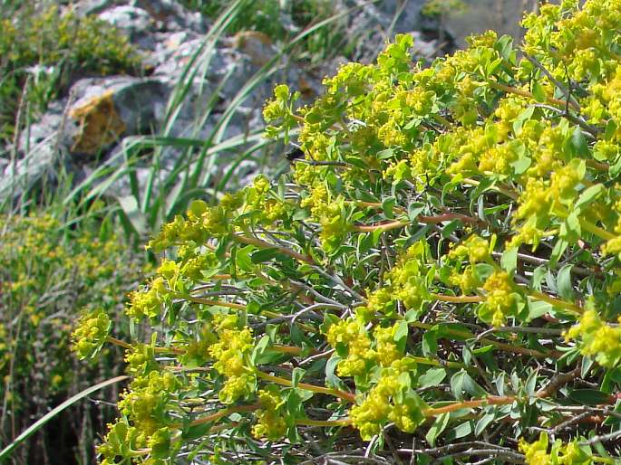 Euphorbia spinosa