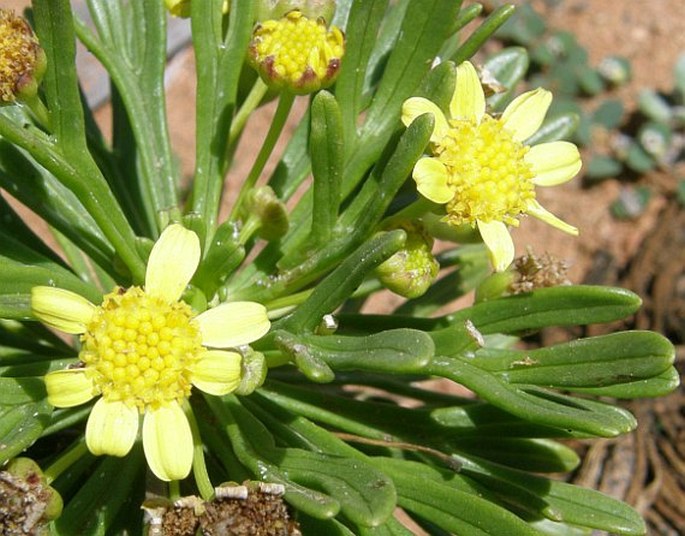 Euryops socotranus