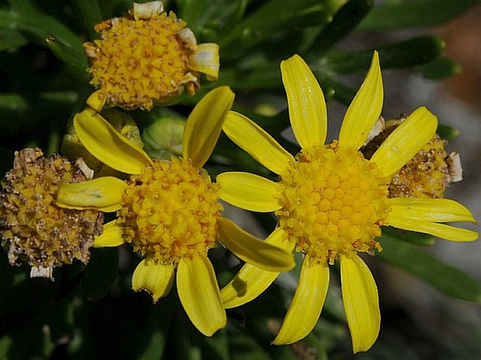 Euryops socotranus