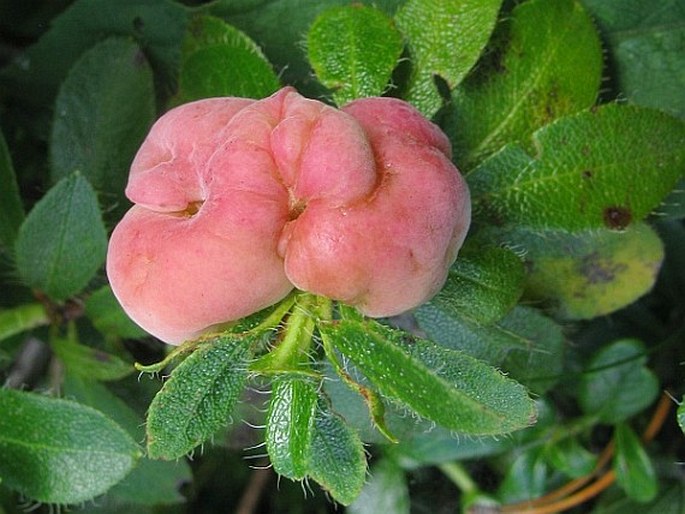 EXOBASIDIUM RHODODENDRI (Fuckel) C. E. Cramer - plíška