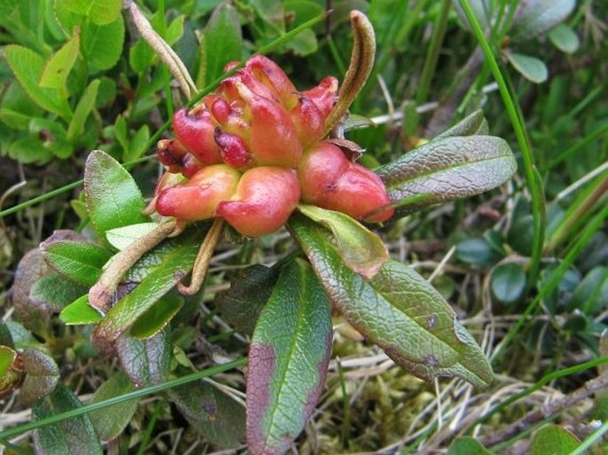 Exobasidium rhododendri