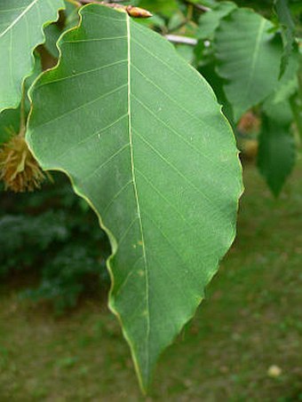 Fagus engleriana