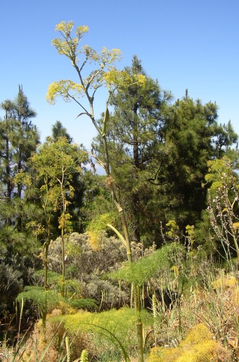 Ferula linkii