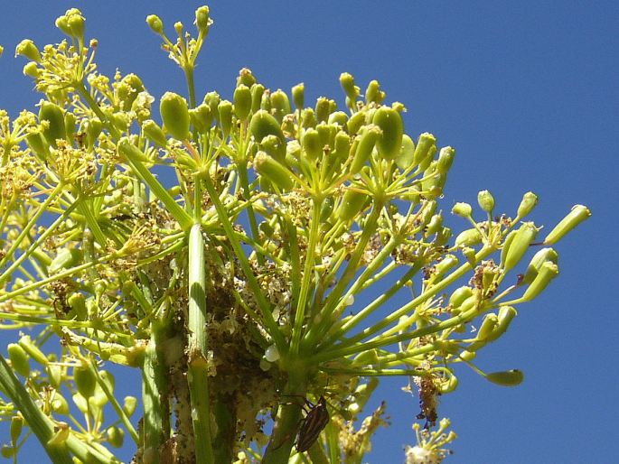 Ferula linkii